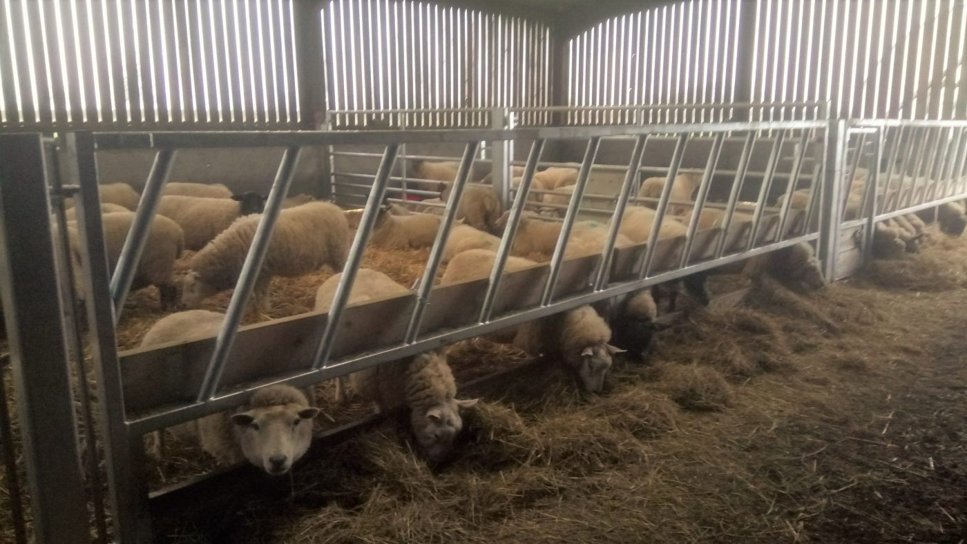 Made to Order Dual Purpose Cattle/Sheep Feed Barriers as Gate GST